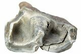 Fossil Woolly Rhino (Coelodonta) Tooth - Siberia #225209-1